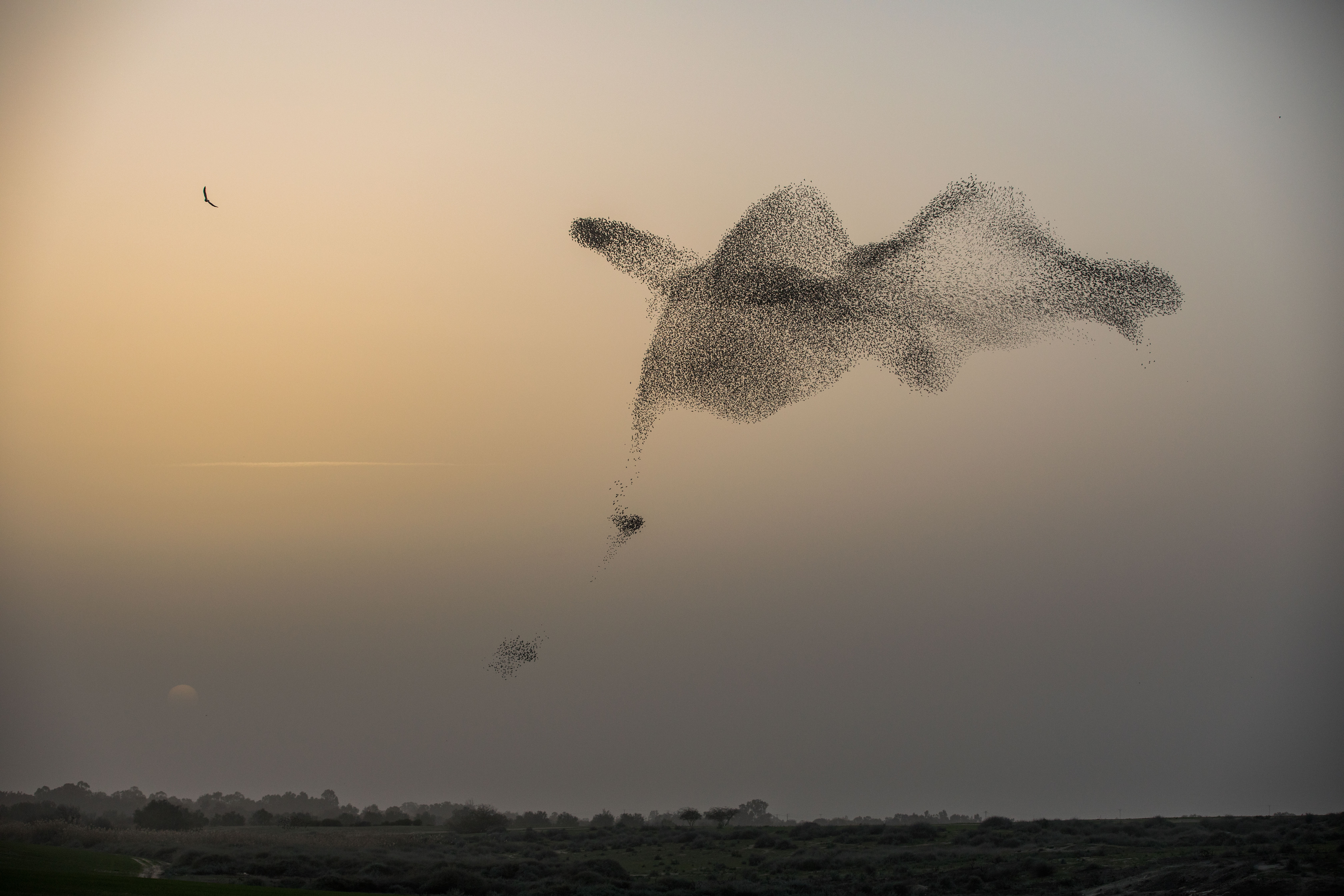 זרזירים בשמי הנגב. צילום: פלאש 90 
