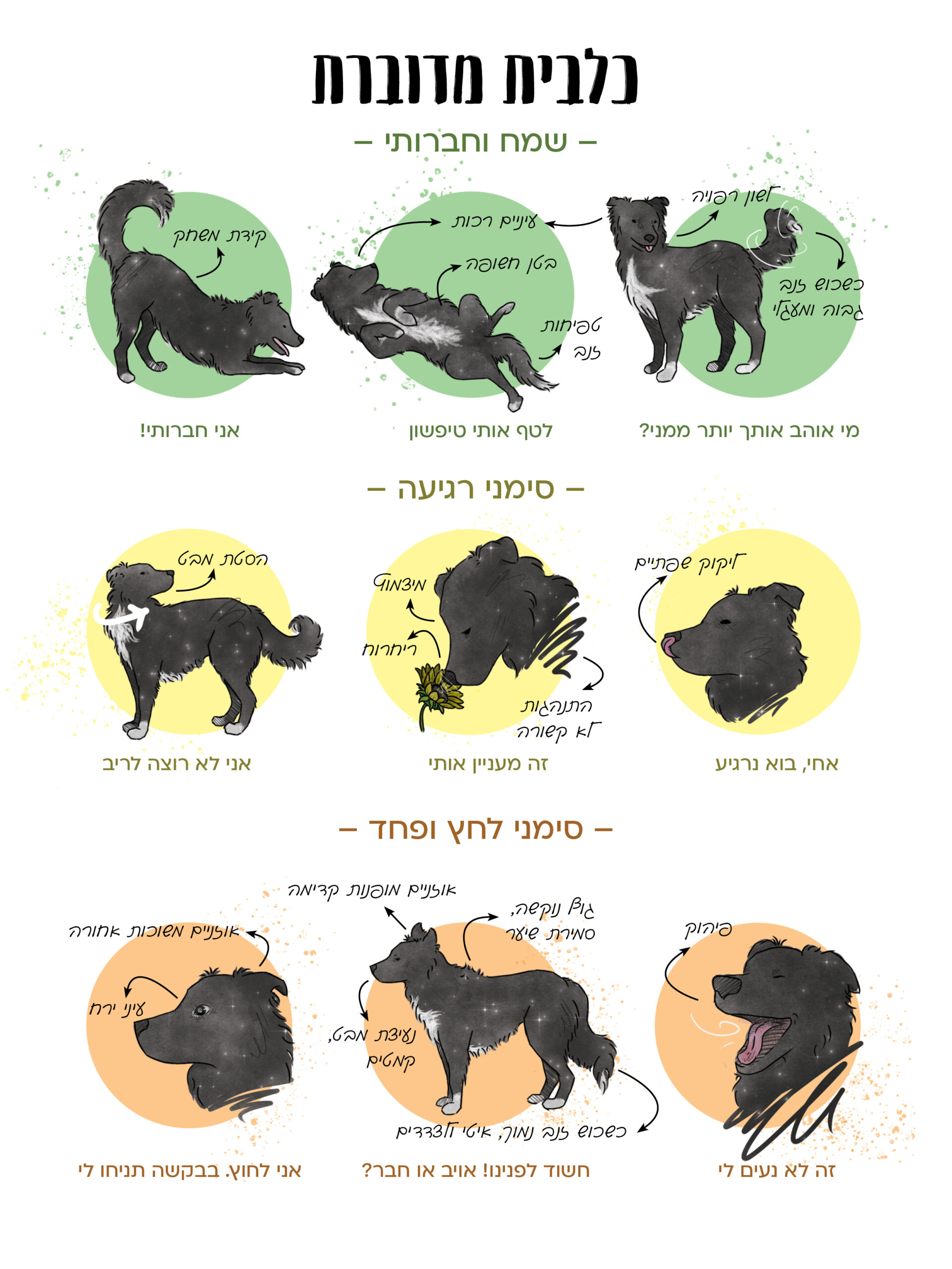 תמונת כתבה