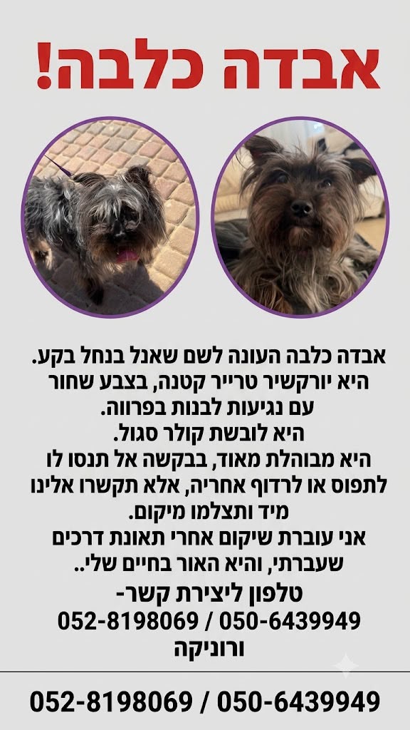 תמונת כתבה